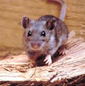 N'y a-t-il qu'un rat ou une souris dans mon habitation a Rhode-Saint-Genèse